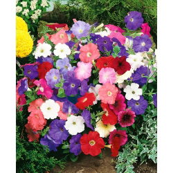 Petunia Mixed - Mixed - Petunia hybrida - Cascading Flowers for Hanging Baskets - Fresh Seeds