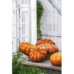 Тыква мускатная - Баттернат - 18 семена - Cucurbita moschata