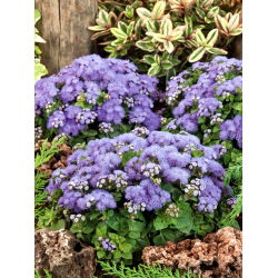 Flossflower, bluemink, blueweed, pussy foot, meksička četka - plava sorta - 3750 sjemenki - Ageratum houstonianum - sjemenke