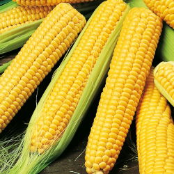 Tatlı mısır "Altın Ufak tefek"; Şekerli mısır, Kutuplu mısır - 100 tohum - Zea mays convar. saccharata var. Rugosa - tohumlar