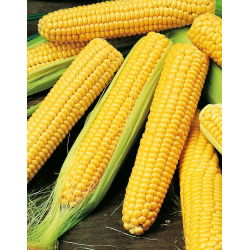 Tatlı mısır "Altın Ufak tefek"; Şekerli mısır, Kutuplu mısır - 100 tohum - Zea mays convar. saccharata var. Rugosa - tohumlar