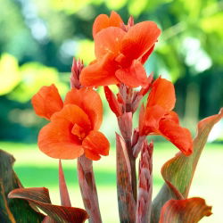 Canna, Blumenrohr Durban