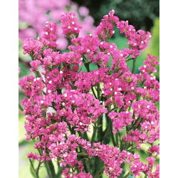 Statice sinuata - Rosa - Limonium sinuatum - Ideale per bouquet freschi e secchi - Semi Freschi