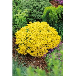 Steindodre - 500 frø - Alyssum saxatile