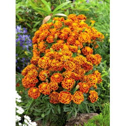 Francoski ognjič "Fiesta" - 315 semen - Tagetes patula L. - semena