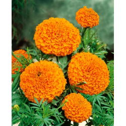 African Marigold - Titania - Tagetes erecta - Tall Orange, Vibrant Longevity - Fresh Seeds