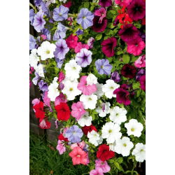 Petunia ต่อท้าย - ผสมหลากหลาย - Petunia hybrida pendula