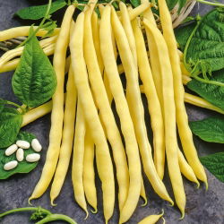Stangenbohne - Neckargold - 500 g - Hoher Ertrag, mit zarten Schoten - Samen