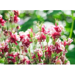 Teltvirágú harangláb - Aquilegia vulgaris - Lenyűgöző virágok, tökéletes csokrokhoz - Friss vetőmagok