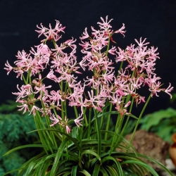 Guernsey liliom Pearls of Cherry - 1 db.
