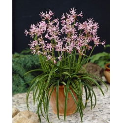 Guernsey liliom Pearls of Cherry - 1 db.