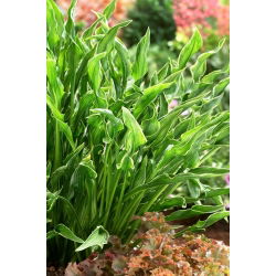 Praying Hands hosta, grobladlilje - XL-pakning - 50 stk