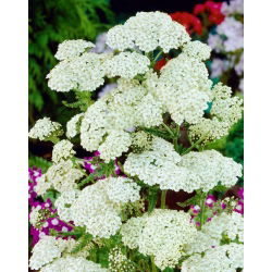 White Beauty rebríček obyčajný - biele kvety - XL balenie - 50 ks