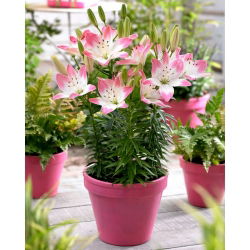 Asiatic Lily - Sugar Love - Nagy kiszerelés - 10 db.