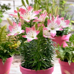 Asiatic Lily - Sugar Love - Nagy kiszerelés - 10 db.