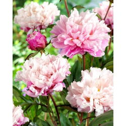 Peon, Paeonia - Fersken og krem - frøplante