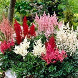 Meadowsweet - Mix - GIGA Pack! - 50 pcs