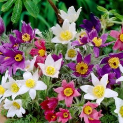 Pasque Flower - Mix - Seedling - GIGA Pack! - 50 pcs