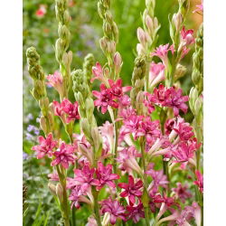 Roosa tuberoos - Polianthes Cherry - 1 tk