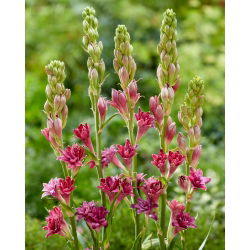 Tumeroosa tuberoos - Polianthes Love - 1 tk