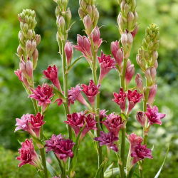 Tumeroosa tuberoos - Polianthes Love - 1 tk