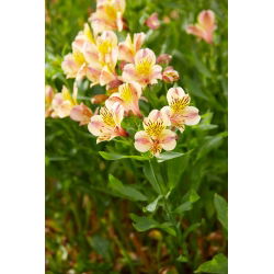 Giglio peruviano - Alstroemeria Majestic Layon - 1 pz