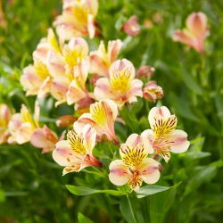 Giglio peruviano - Alstroemeria Majestic Layon - 1 pz