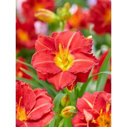 Daylily Booby Ruby