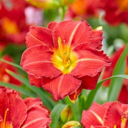 Daylily - Booby Ruby - Large Pack! - 10 pcs.