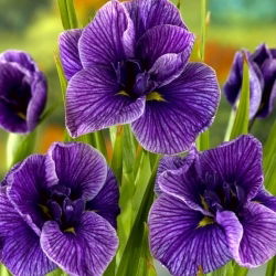 Japanese Iris - Katy Mendez - Large Pack! - 10 pcs.