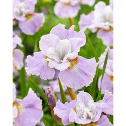 Siberische iris - Dawn Waltz - 
