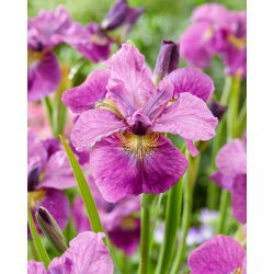 Siberische iris - Zie je later - 