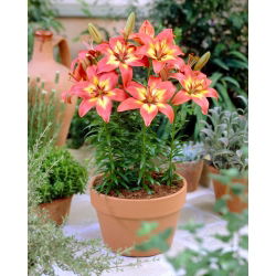 Aziatische lelie - Forever Linda - 
