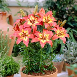 Aziatische lelie - Forever Linda - 