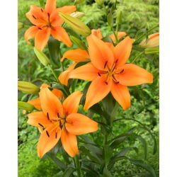 Lily - Sunset Boulevard