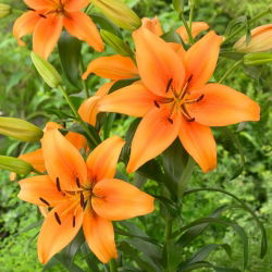Lily - Sunset Boulevard