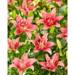 Lily - Dvojitá dáma