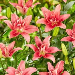 Lily - Dvojitá dáma