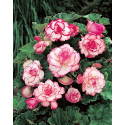 Begonia - Rosebud - růžové květy - 2 ks.