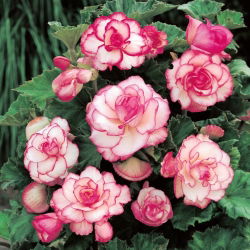 Begonia - Rosebud - růžové květy - 2 ks.
