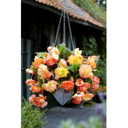 Hangbegonia - Splendide Ballerina - 2 st - 