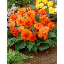 Begonie vícekvětá - Multiflora Maxima - oranžové květy - 2 ks.