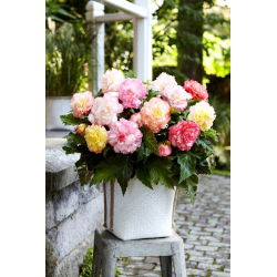 Begonia Samba mix - 2 db.