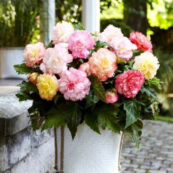 Begonia Samba mix - 2 db.