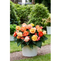 Begonia Superba Bolero - 2 pz