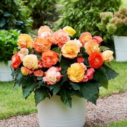 Begonia Superba Bolero - 2 pz