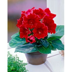 Rød gloxinia - Ildstjerne