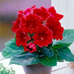 Rød gloxinia - Ildstjerne