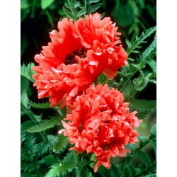 Rytietiškos aguonos - Garden Glory - 1 vnt.