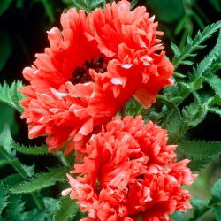 Rytietiškos aguonos - Garden Glory - 1 vnt.